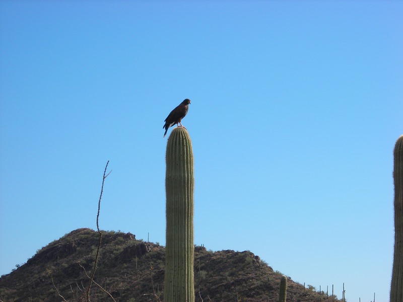 Egr. sig.ra Graziano,